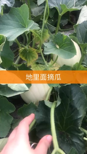 快手上热门的时间_快手容易上热门时间点_快手时候时间段容易热门