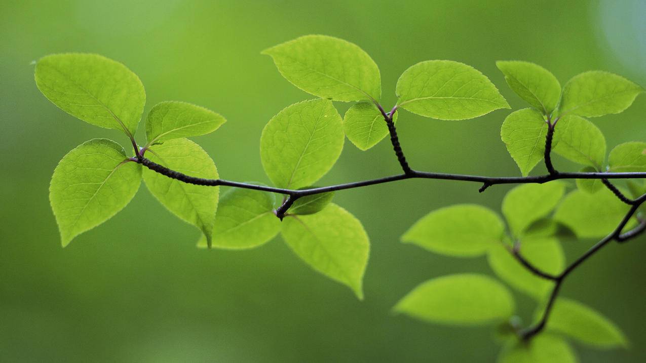 花钱买快手播放量_买快手播放量在哪里买便宜_买快手播放量有用吗