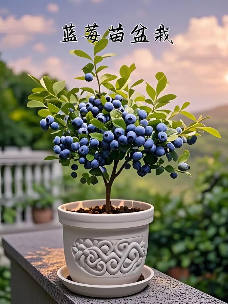 拼多多互相助力_蓝莓盆栽 拼多多 千亿扶持